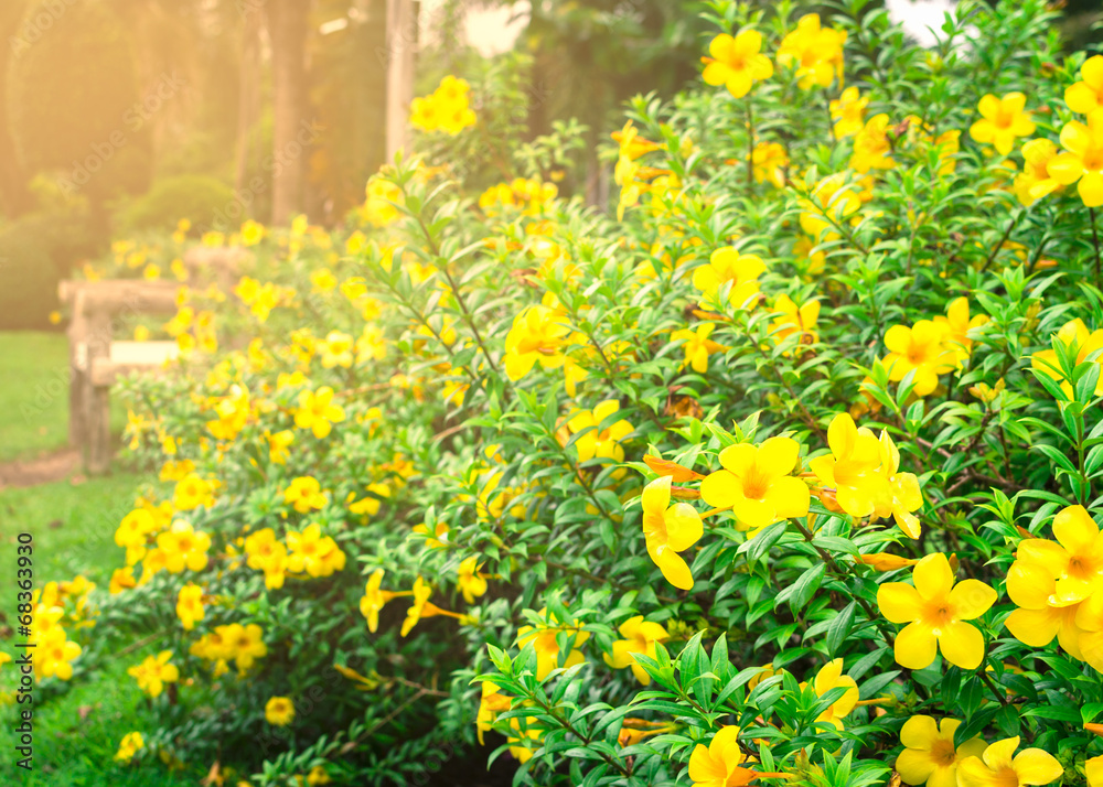 Obraz premium Allamanda cathartica in the garden