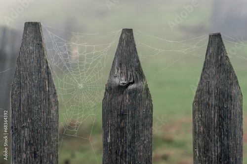 Photography spider