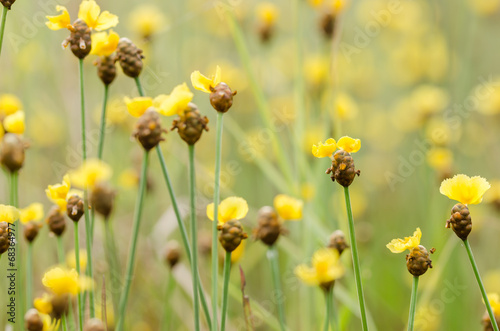 Xyris yellow flowers © sweetcrisis