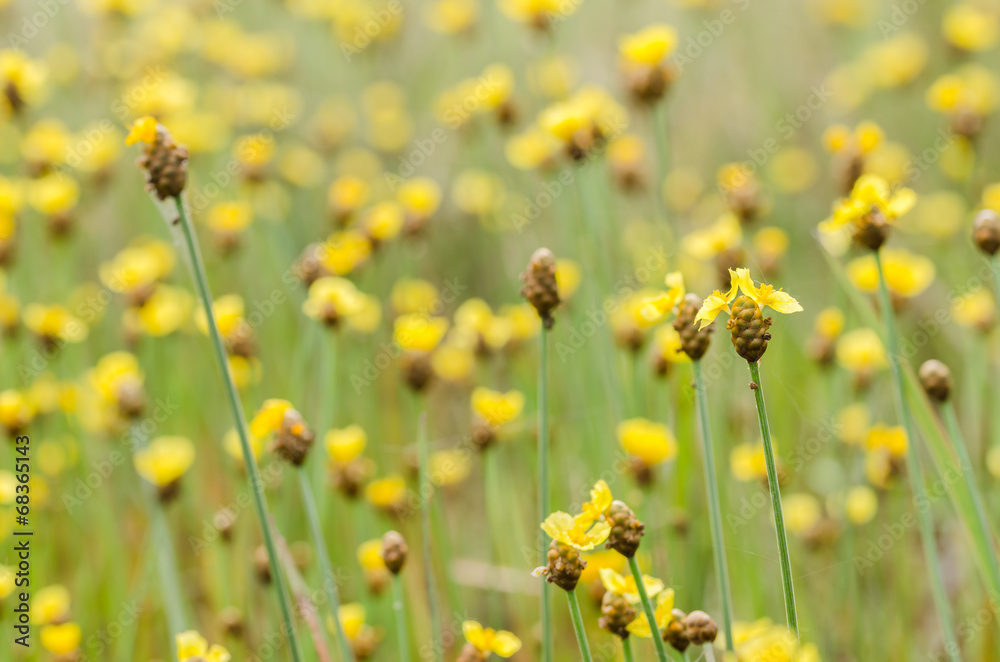 Obraz premium Xyris yellow flowers