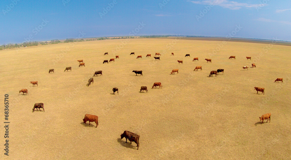 cows cows