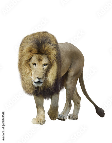 Fototapeta Naklejka Na Ścianę i Meble -  Walking Lion