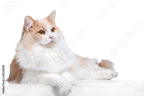 Ginger Cat isolated over white background.