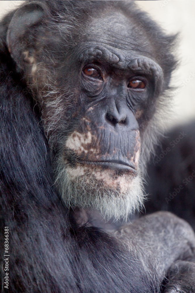 Naklejka premium Western Lowland Gorilla portrait