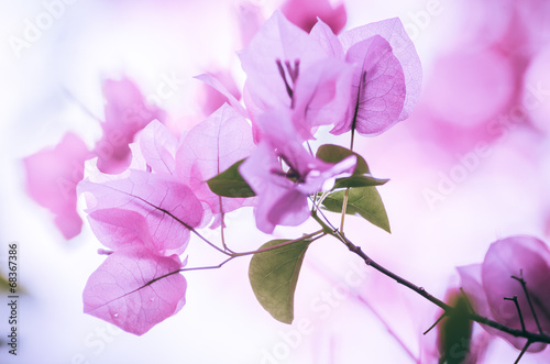 Paper flowers or Bougainvillea vintage
