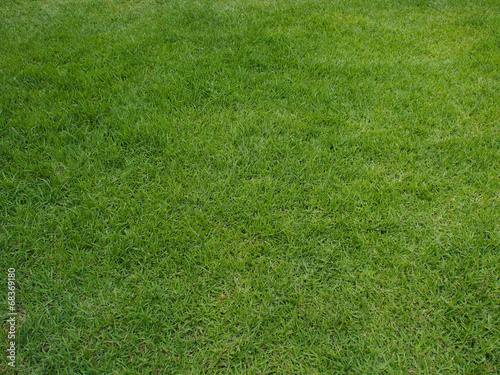 Texture of green soft grass