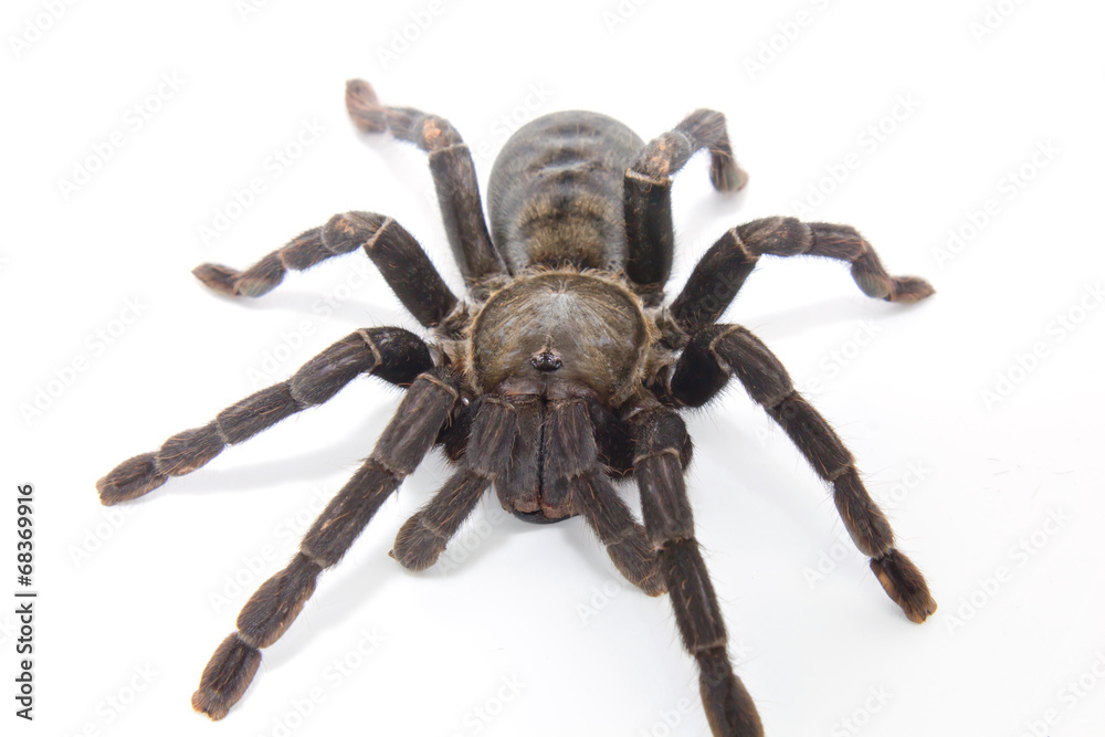 black spider black spider