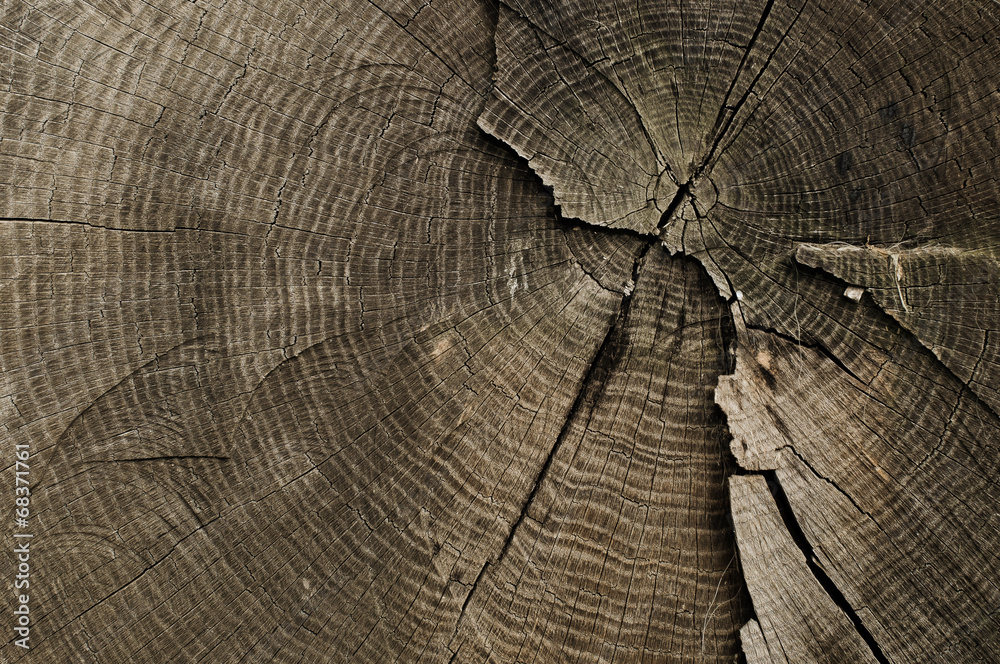 Fototapeta premium Old tree rings texture