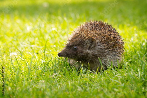 Hedgehog