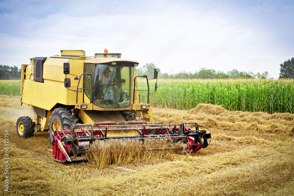 Obraz premium Combine harvests wheat on a field
