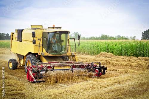 Combine harvests wheat on a field