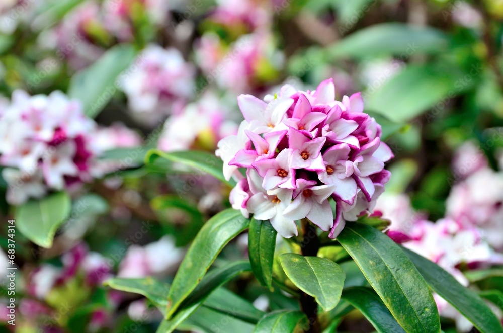 Fototapeta premium ジンチョウゲ