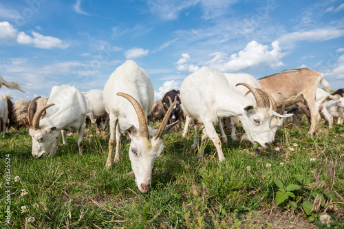 Goats  on a pasture © Volodymyr Herasymov