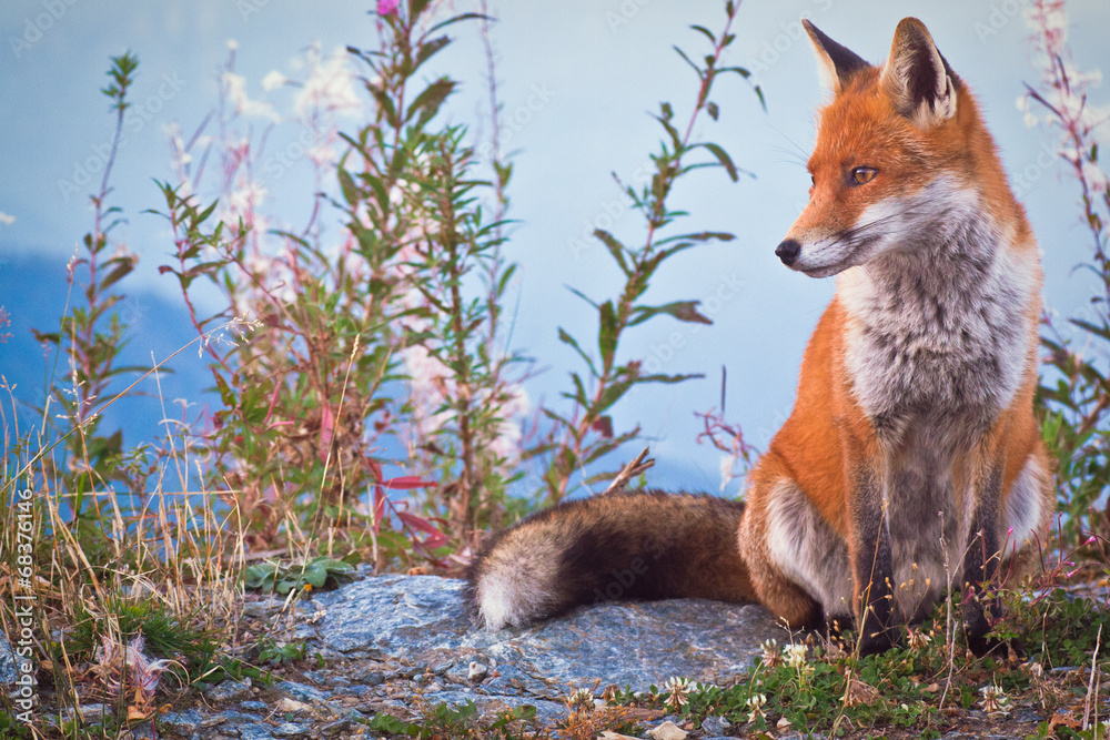 Fototapeta premium Portrait of a Fox: a friendly poser
