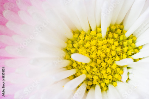 The core of a daisy