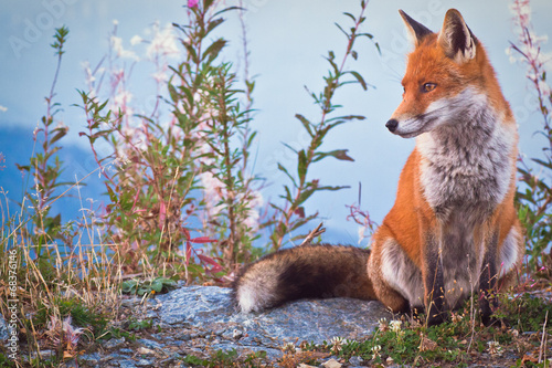 Portrait of a Fox: a friendly poser