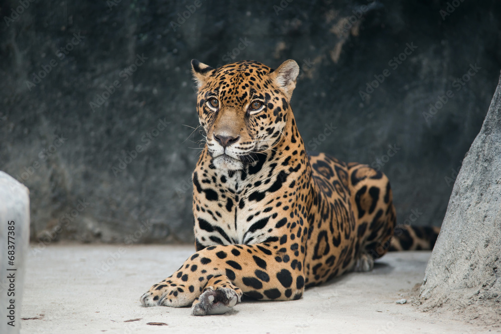 Naklejka premium jaguar ( Panthera onca )