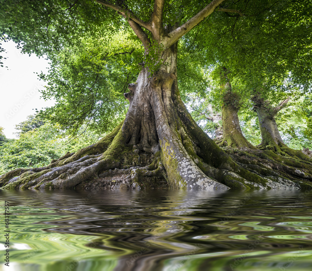 big old tree and a river - obrazy, fototapety, plakaty 