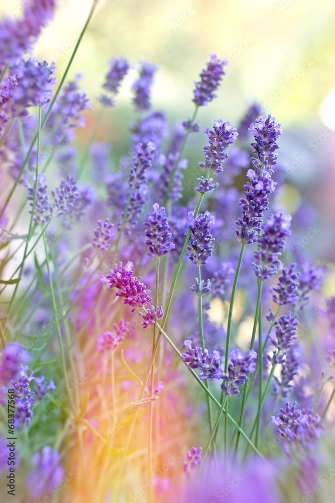 Naklejka premium Beautiful lavender in my flower garden