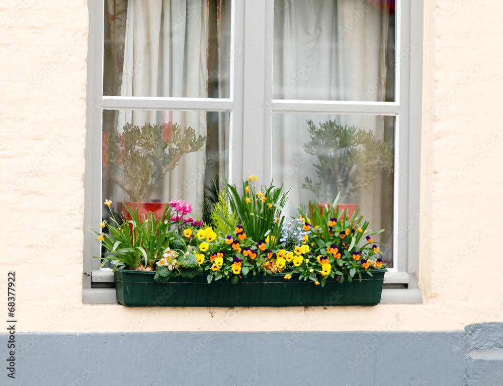 Flowers on a windows