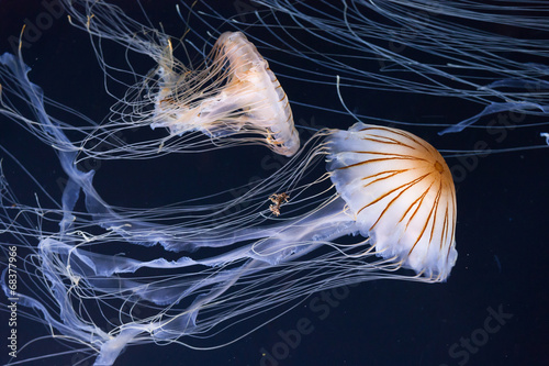 Jellyfish swimming in the ocean photo
