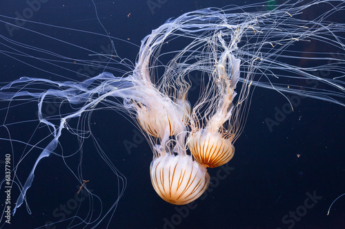jellyfish-swimming-in-the-ocean