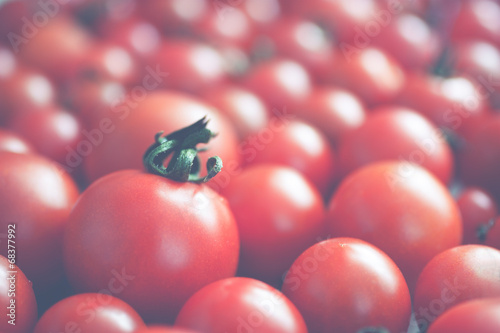 retro tomatoes photo