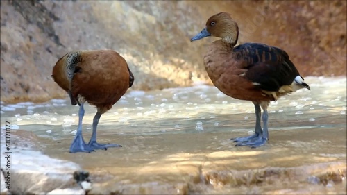 Two brown ducks preening feathers in the water