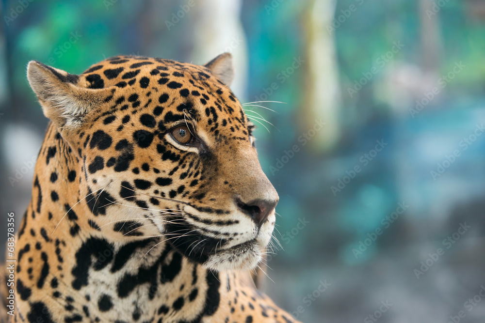 Fototapeta premium jaguar (panthera onca)