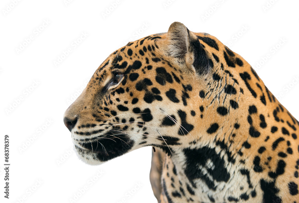 jaguar ( Panthera onca ) isolated jaguar ( Panthera onca ) isolated