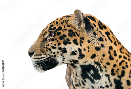 jaguar ( Panthera onca ) isolated