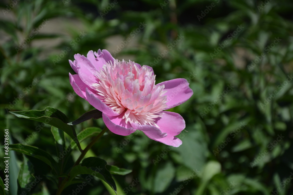 Obraz premium Peony