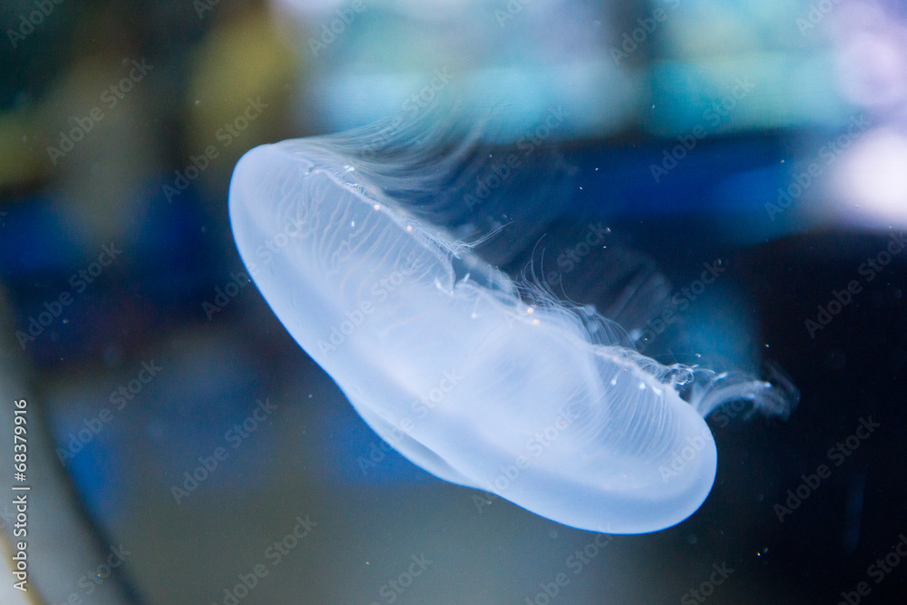 moon jellyfish - Aurelia aurita