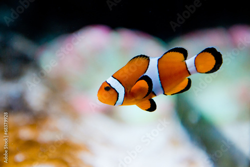 Fototapeta Amphiprion ocellaris -clownfish - Nemo