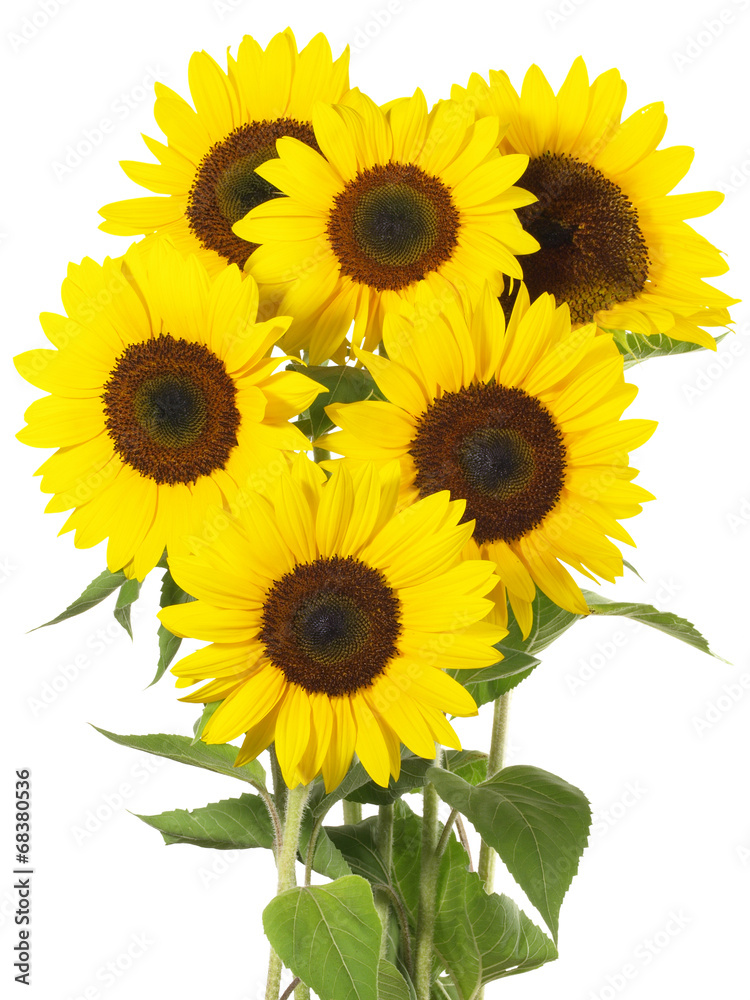 Fototapeta premium Sonnenblumen