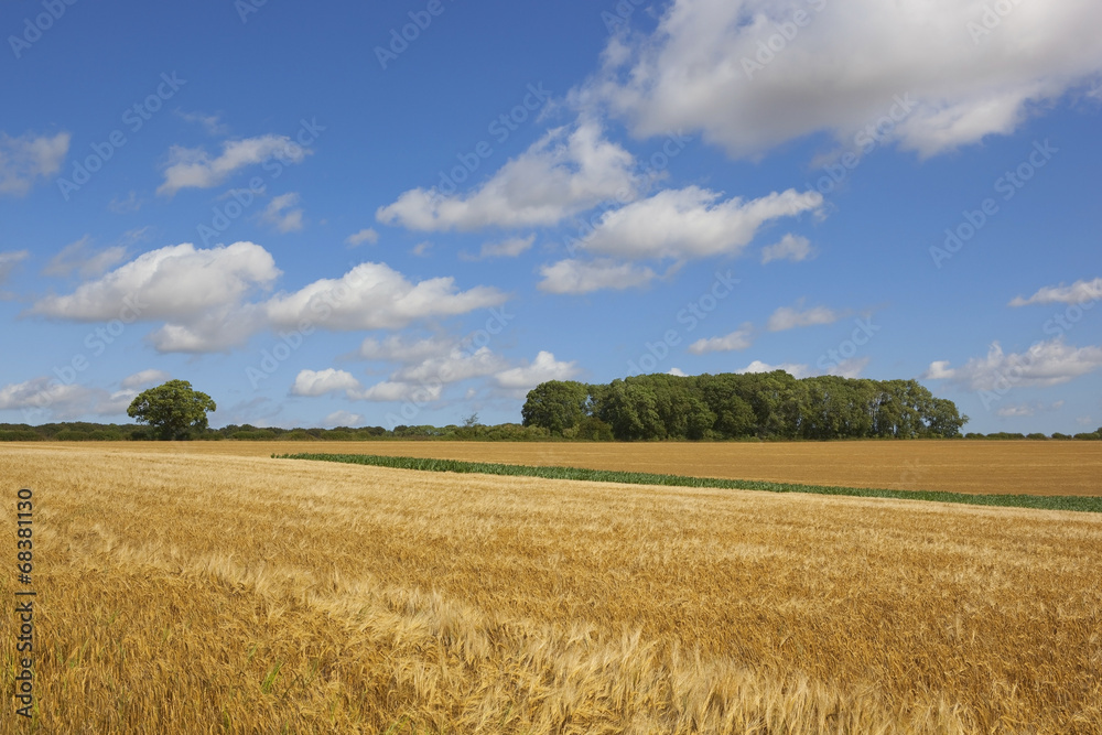 harvest time barley crop