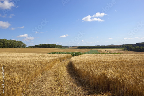 golden barley and maize