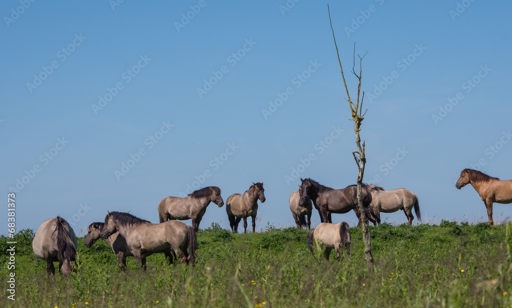 Obraz premium Goup of Konik horses