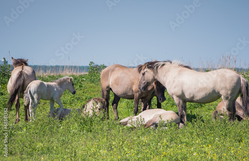 Goup of Konik horses