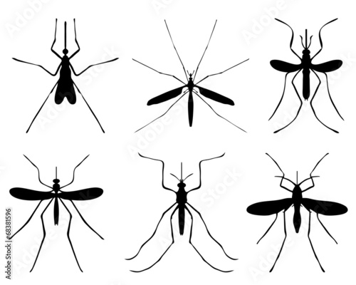 Black silhouettes of mosquito, vector
