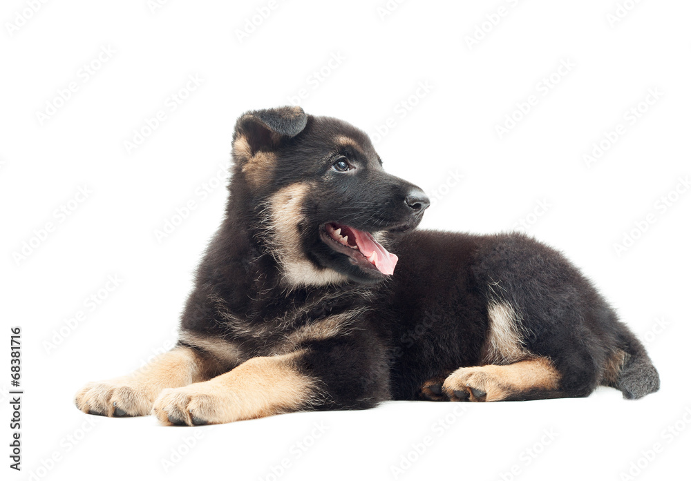 German shepherd puppy isolated on white background German shepherd puppy isolated on white background