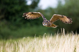 Eagle owl flight