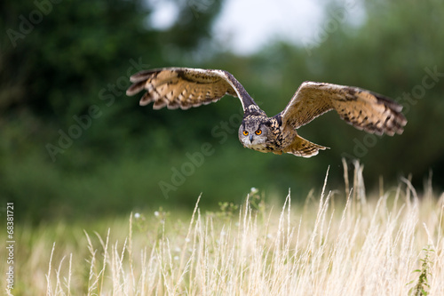 Stampa su tela Eagle owl flight