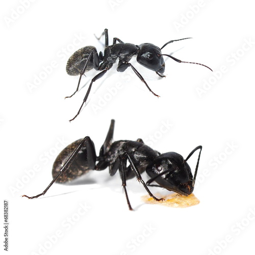Big forest black ant isolated on white, Carpenter ant