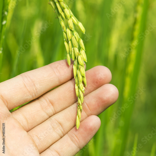 Green rice in man hands.