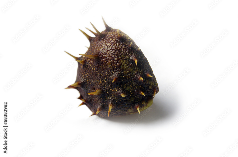 Fototapeta premium Horse Chestnuts