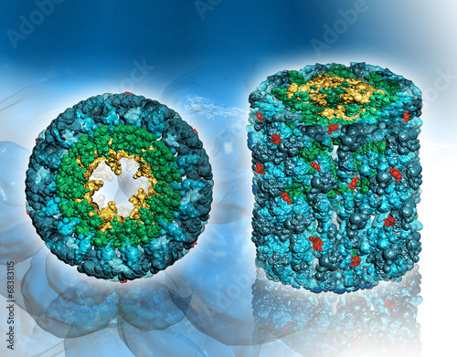 Protein molecule – Hemocyanin photo