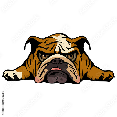 Britsh Bulldog