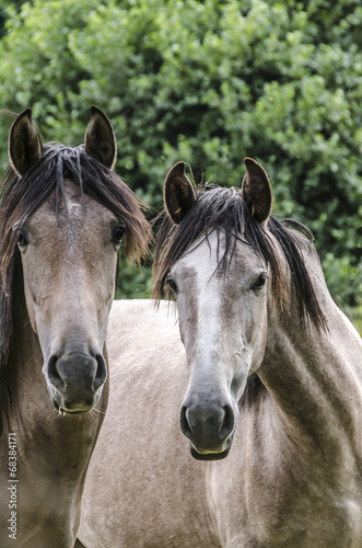 Two light brown horses