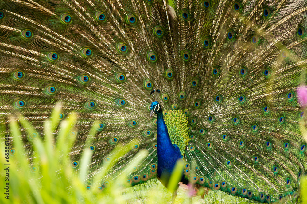 Obraz premium Pfau schlägt ein Rad
